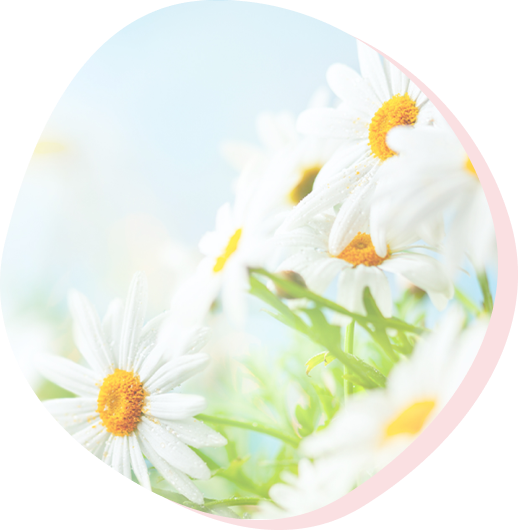 白色の花の写真